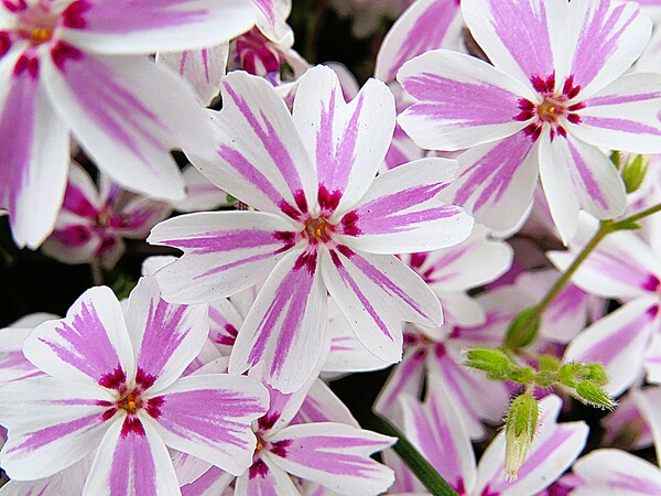 キヤノン PowerShot SX50 HS 作例 - PhotoXP